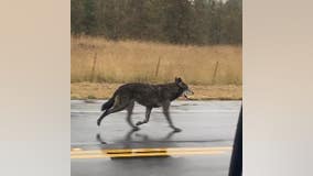 Wolf hybrid roaming near Sebastopol, police say