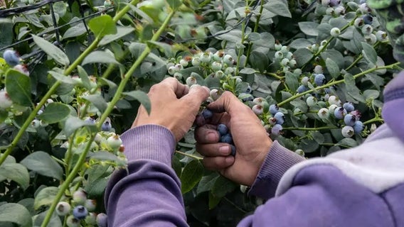 Half Moon Bay farm workers to receive $1M housing grant