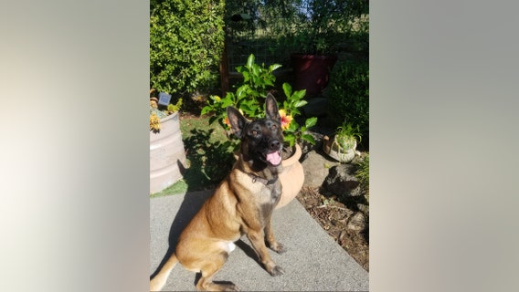 'Life well lived': Petaluma police bids goodbye to retired K-9 Basko