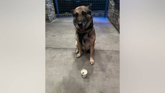 'Rest easy': Outpouring of love for recently retired North Bay K9 that died suddenly