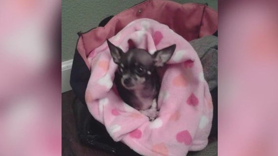 San Pablo woman believes her service dog died of infectious mystery respiratory illness