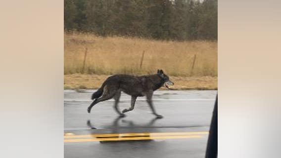 Wolf hybrid roaming near Sebastopol, police say