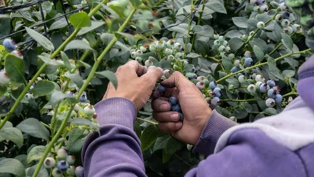 Half Moon Bay farm workers to receive $1M housing grant