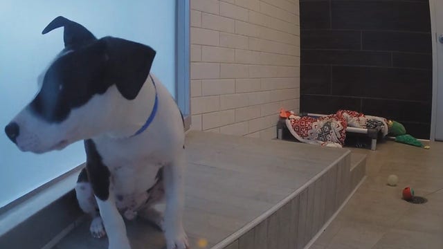 Newsom sings slate of animal welfare bills