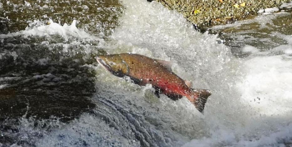 San Francisco: 2K pounds of 'unlawful catch' fish seized from fisherman