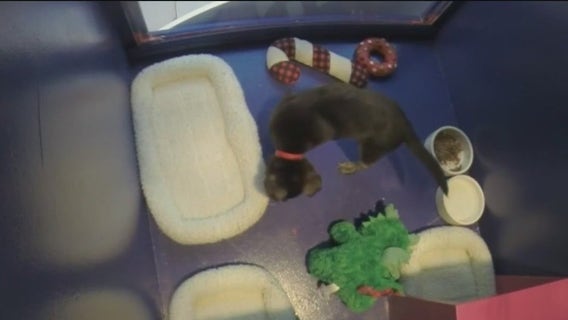 Fox Local partnered with SF SPCA for shelter animal toy drive in San Francisco