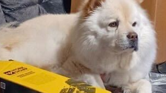 'Can't live without her': Bay Area veteran's service dog taken from park