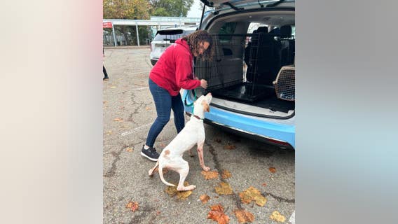 Older pets get adoption help at Muttville Senior Dog Rescue in San Francisco