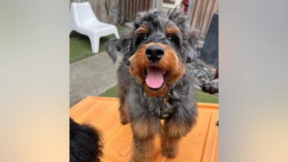 Stolen dog-walking company van with bernedoodle puppy inside recovered, pooch reunites with family