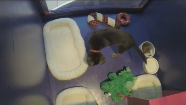 Fox Local partnered with SF SPCA for shelter animal toy drive in San Francisco