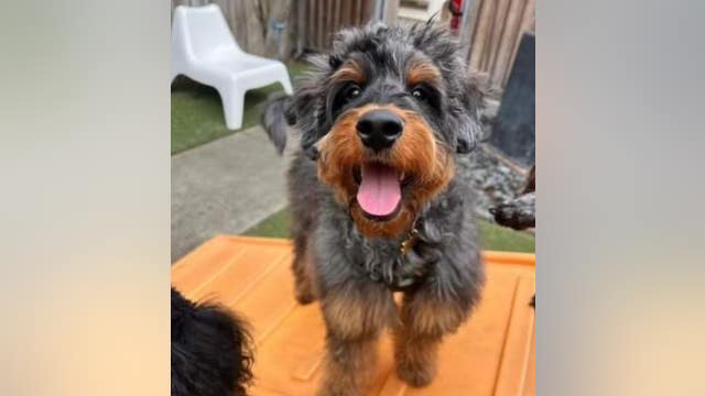 Stolen dog-walking company van with bernedoodle puppy inside recovered, pooch reunites with family