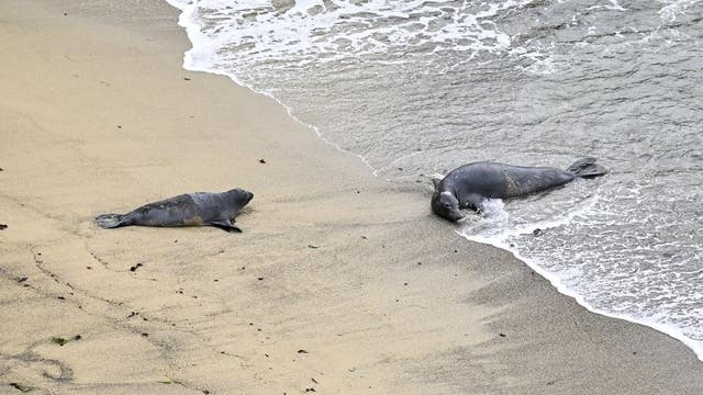 Scientists ID mystery killer of decapitated seals found on California beaches