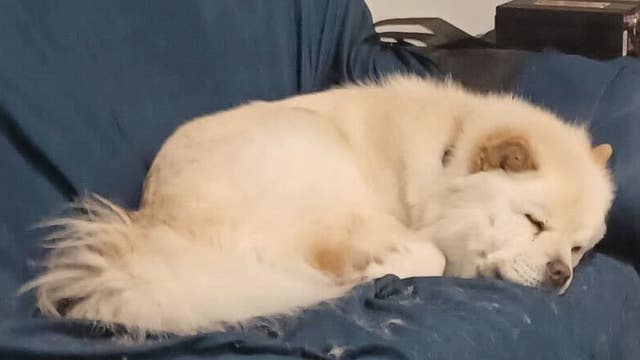 Bay Area veteran reunites with missing service dog after being dropped off at shelter