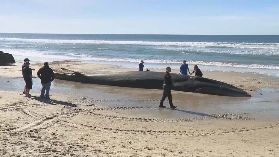 CA_WHALE_WASHED_ASHORE_AND_ROLLED_INTO_OCEAN__CHRISTELLE_KOUMOUE_PKG___Z19513863-copy.jpg