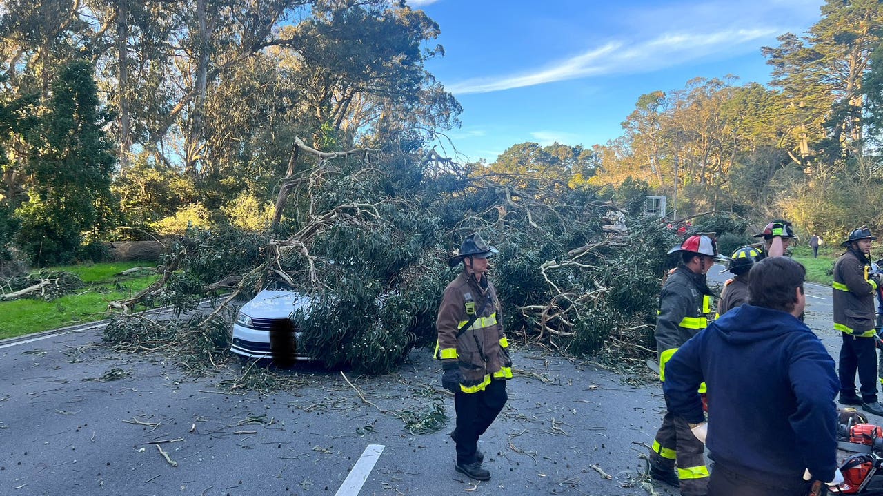 Tree falls on four vehicles in SF's Golden Gate Park, roadway obstructed - Vimarsana News