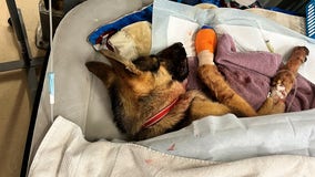 German shepherd shot through her snout in San Jose