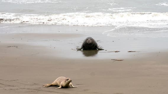 California elephant seal pups being born along coast