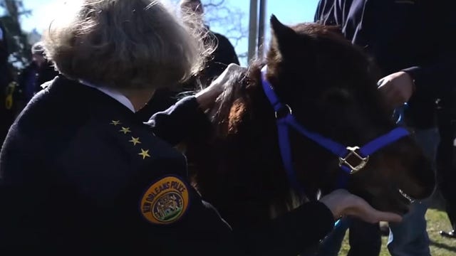 New Orleans police welcomes adorable one-eyed miniature horse as new recruit
