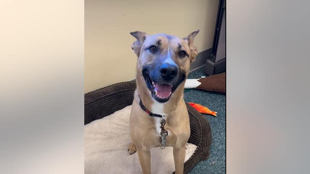 Sonoma County animal shelter celebrates adoption of its longest resident