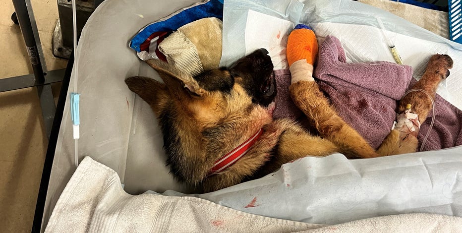 German shepherd shot through her snout in San Jose | KTVU FOX 2
