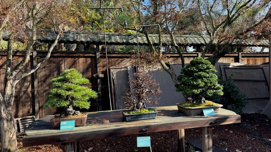 Stolen bonsai trees