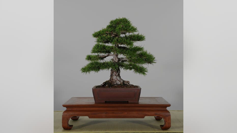 stolen bonsai Mugho Pine