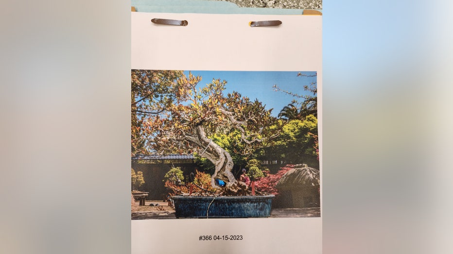 Stolen bonsai tree