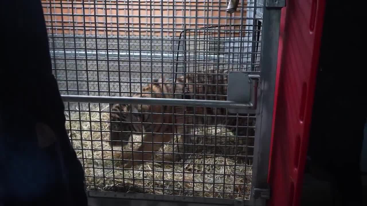 Oakland Zoo treats injured tiger cub - Vimarsana News
