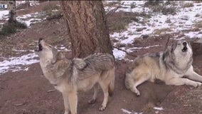 $50,000 reward offered in deaths of 3 endangered gray wolves by California-Oregon border