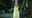 Corpse flower expected to bloom earlier than usual at Academy of Sciences