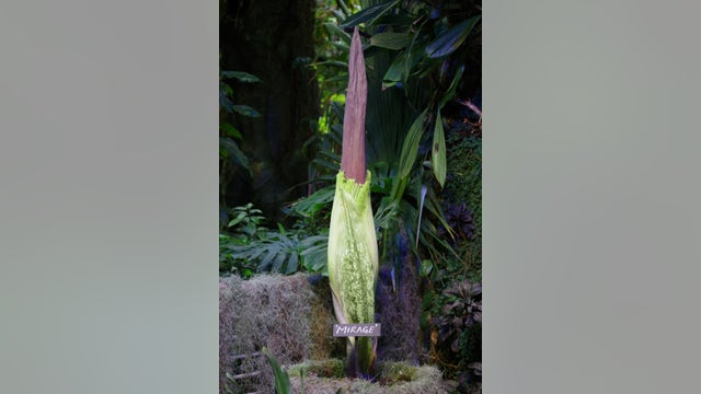 Corpse flower expected to bloom earlier than usual at Academy of Sciences