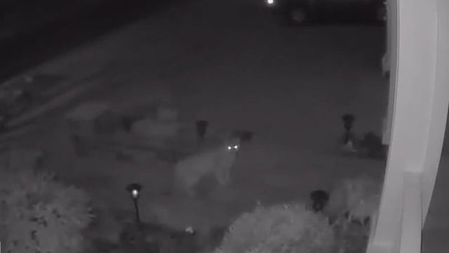 Mountain lion spotted in Livermore neighborhood