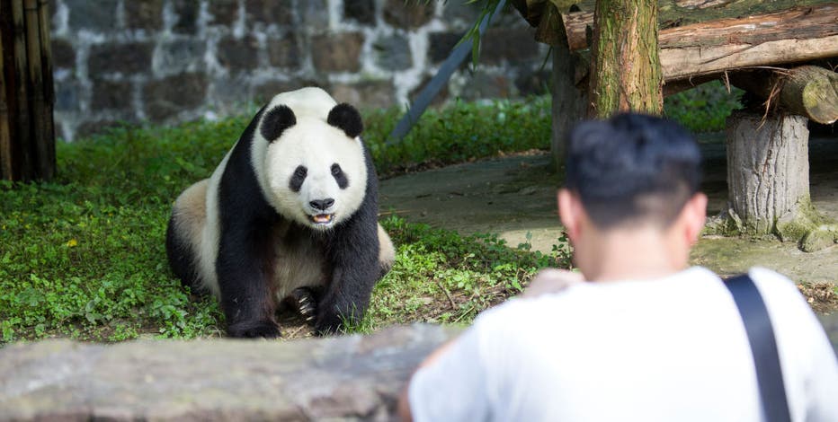 Two giant pandas are being sent to San Diego Zoo from China