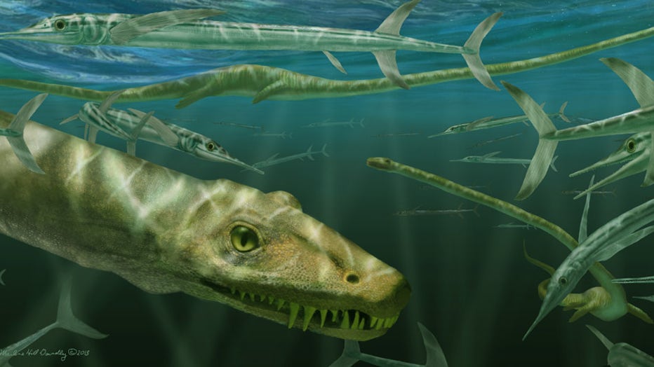 Dinocephalosaurus-orientalis-swimming.jpg