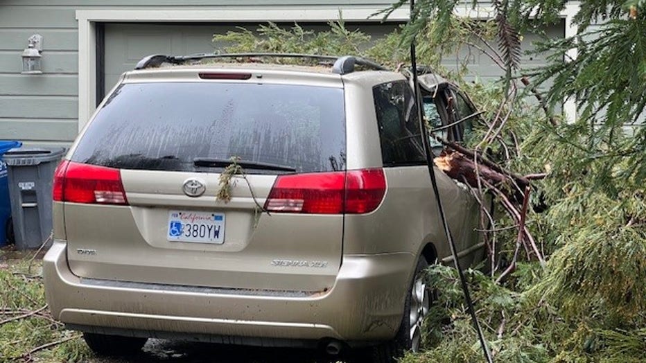 Falling tree kills Boulder Creek man 2nd person almost hit