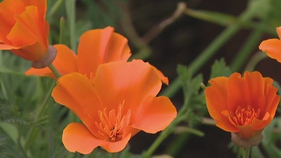 Bay Area awaits 2024 super bloom after heavy winter rains