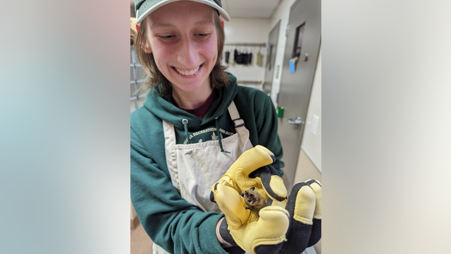 Disoriented bat rehabbed at Hayward nature center, released into the wild