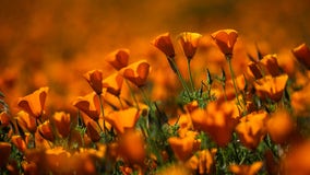 Photos: California poppies are blooming in the East Bay; here's where to see them
