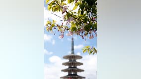 Cherry Blossom festival underway in SF's Japantown