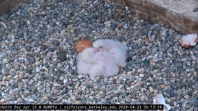 Three fuzzy falcon chicks have arrived at UC Berkeley clocktower