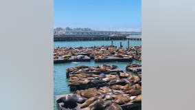 Sea lion population boom at San Francisco Pier 39, highest numbers seen in 15 years, officials say