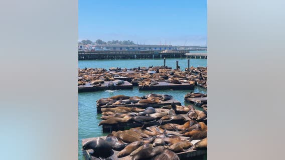 Sea lion population boom at San Francisco Pier 39, highest numbers seen in 15 years, officials say
