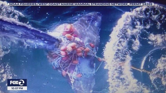 Video: Whale entangled in fishing gear off Peninsula