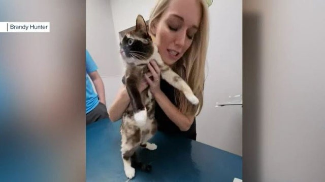 Cat shipped in Amazon box from Utah to California