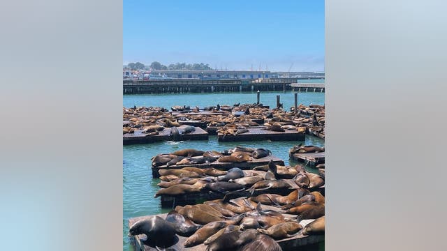 Sea lion population boom at San Francisco Pier 39, highest numbers seen in 15 years, officials say