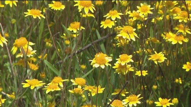Superblooms sprout bursts of colors around the Bay Area