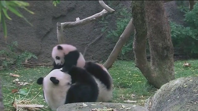 Breed introduces legislation to secure funds for panda habitat