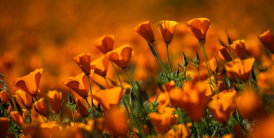 Photos: California poppies are blooming in the East Bay; here's where to see them