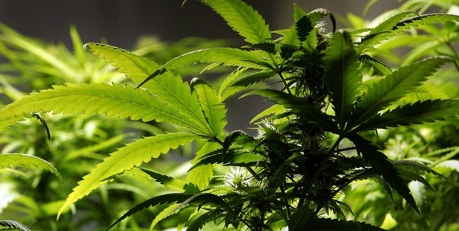 Marijuana will be rescheduled as less dangerous drug: Sources