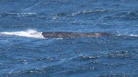 Rare, endangered whale spotted off Marin coast